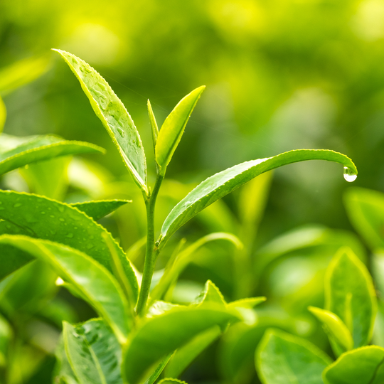 Tea Leaf Extract